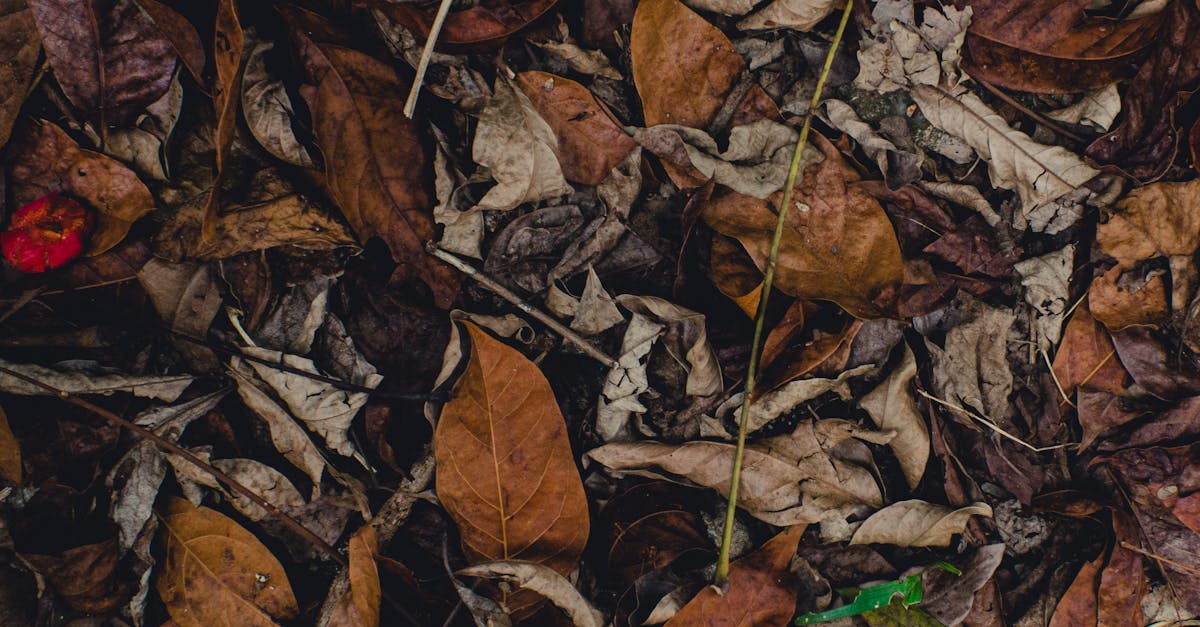 découvrez nos stratégies et conseils pour réussir vos transitions, que ce soit dans votre vie personnelle ou professionnelle. apprenez à gérer le changement avec sérénité et efficacité.