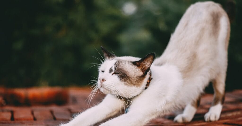 découvrez le kundalini yoga, une pratique ancestrale alliant mouvements, respirations et méditation pour éveiller votre énergie intérieure, améliorer votre bien-être et favoriser la transformation personnelle.